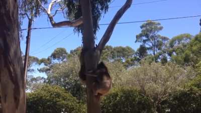 Koala Gets Kicked Out Of Tree And Cries!