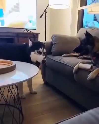 Selfish husky wants the ball