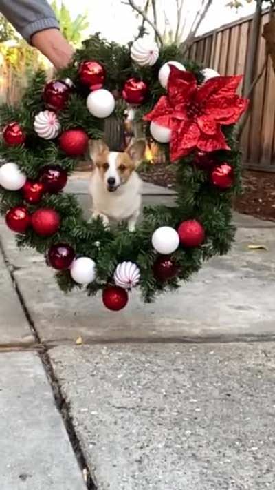 Merry Christmas!