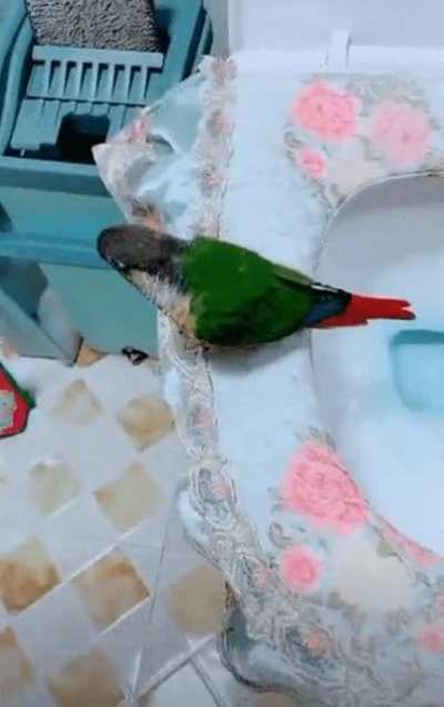 Polite birb