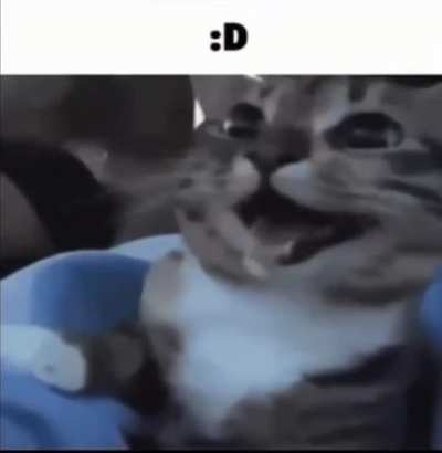 Cat🙂