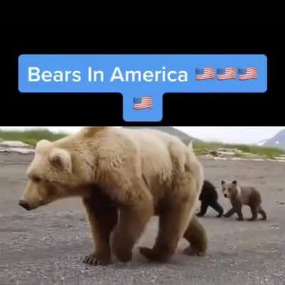 American Bears vs Russian Bears