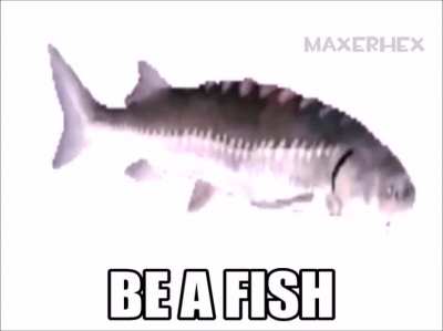 Be a Fish mate
