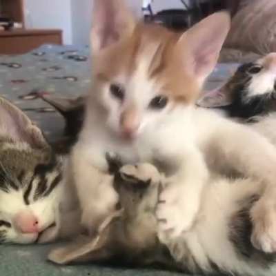 Smol Kisses