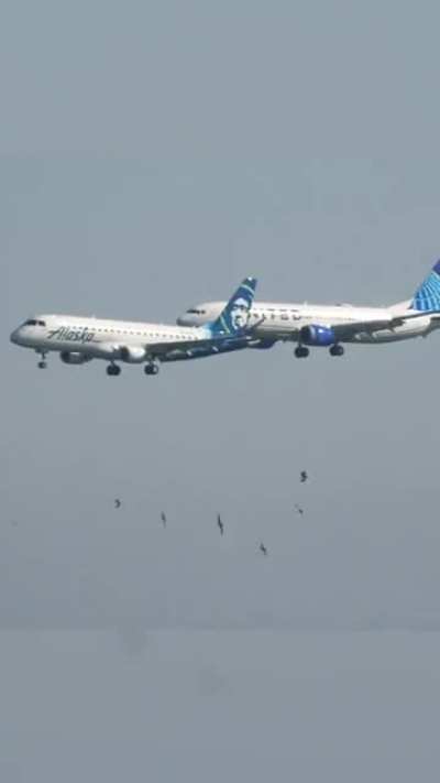 we Praise The Camera Man, because he never missed his target and filmed the incredible skills of these pilots. NickFlightX has captured on video the perfect synchronized touchdowns at SFO (San Francisco Airport) with a United 737 MAX 9 and Alaska E175 lan