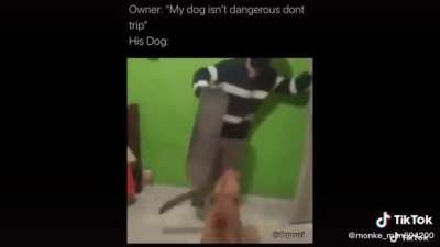 What da dog doin