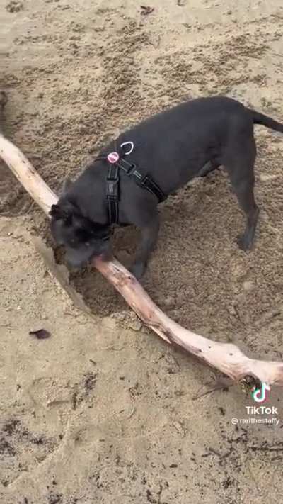 Gotta bury the stick!