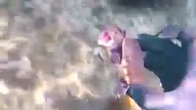 Tartaruga puta