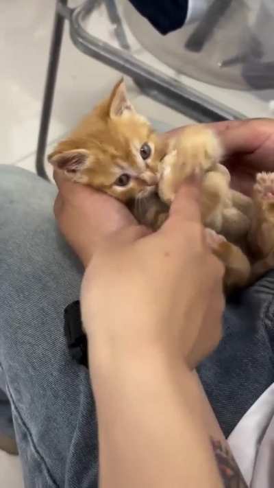 kitten: "This is my toy."