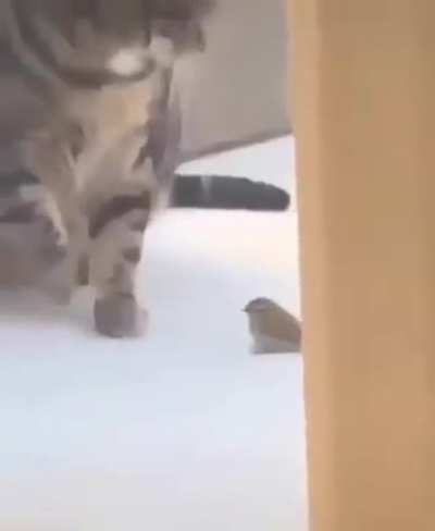 Chungus cat