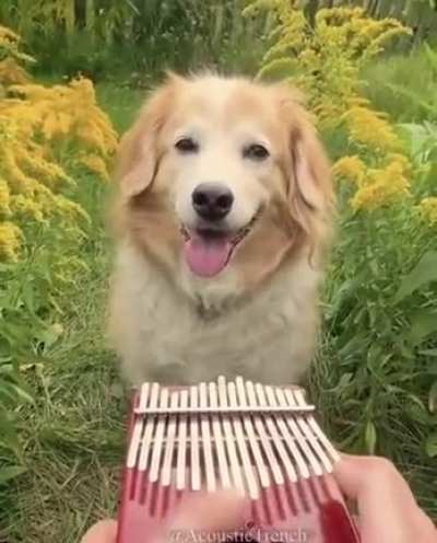 fUcKinG PsYchO tAkeS LifE fRom dOG bY UsiNg HigH pItCheD mEtaLic SoUndS