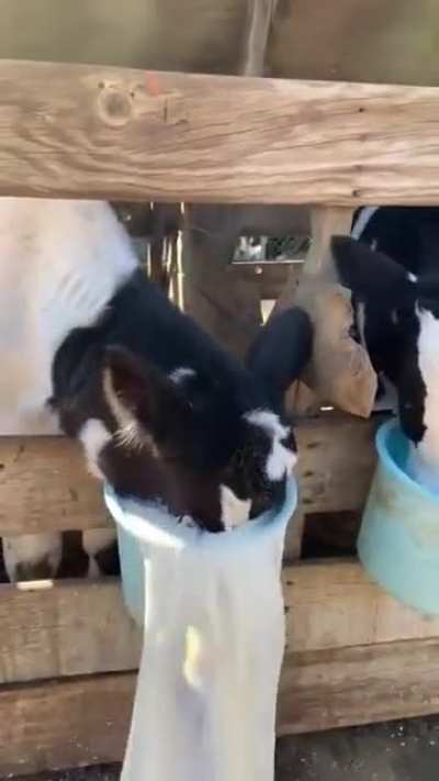 Cow drinks milk