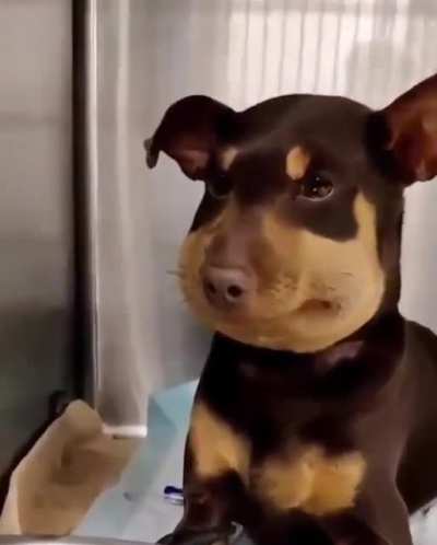 Пчёлы...