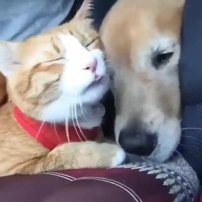 Who is the Pillow in this Relationship???