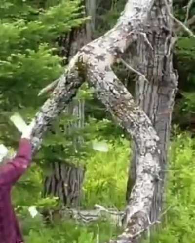 Здесь должен быть перевод, но его нет