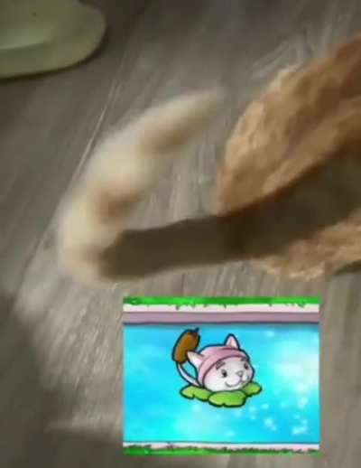Wunk tails