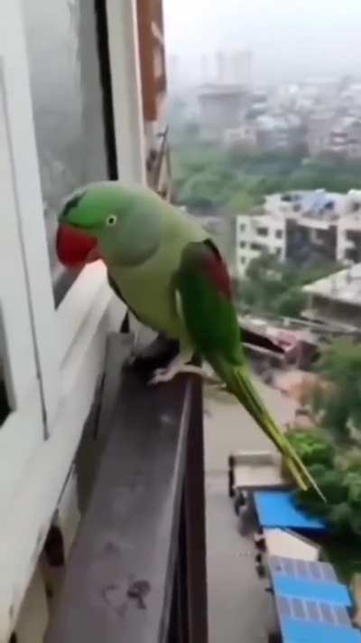 The harsh reality birbs live. Abandoned in the cold and rain by hoomans who decided they don&rsquo;t want the poor birb anymore. The birb doesn&rsquo;t understand why it&rsquo;s happening and calling for hooman to let him in again.