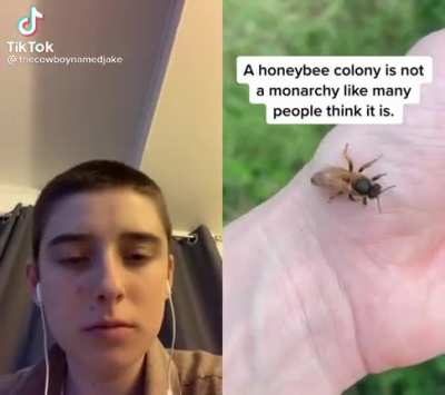 Bees, too much bees