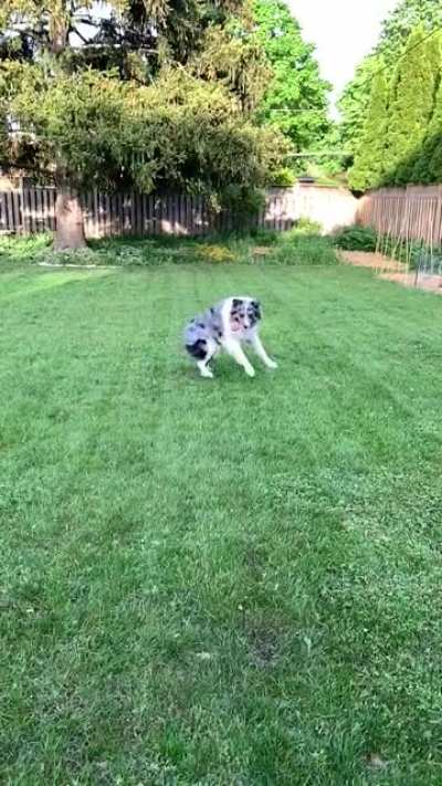 I don&rsquo;t know why she always does two full spins before going for the ball.