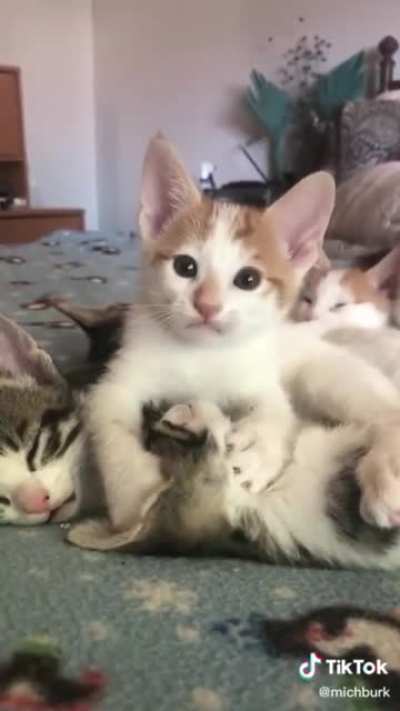 Котик со звуком