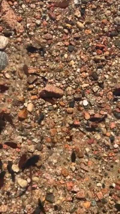 Yo guys I found a PD