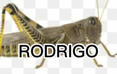 RODRIGO🦗👍