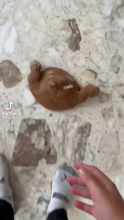 Plop