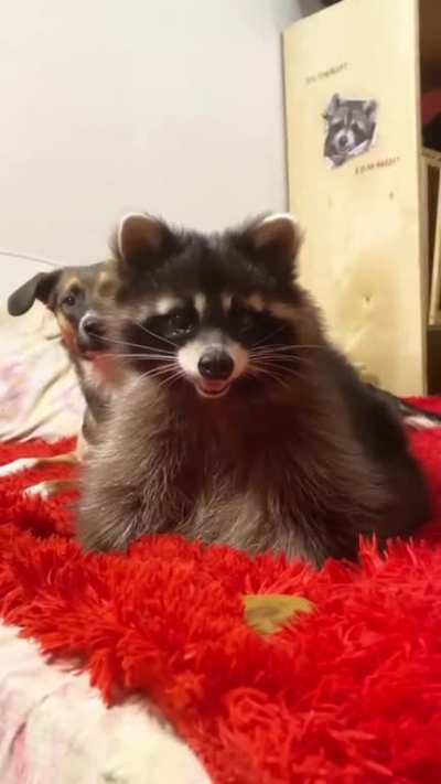 The hole is like a row 8 in a movie theater🤣 Have a good day, everyone 🤗❤️ (from: raccoons_mark.nusha)