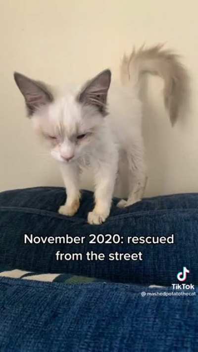 Mashed potato&rsquo;s progress