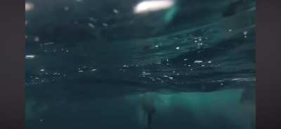 Cameraman shows shark encounter