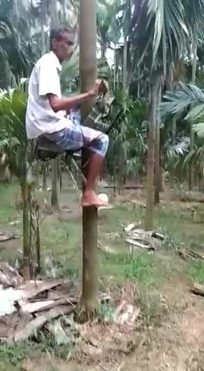 This tree climbing machine