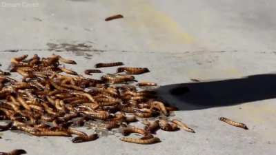Crushing larvae