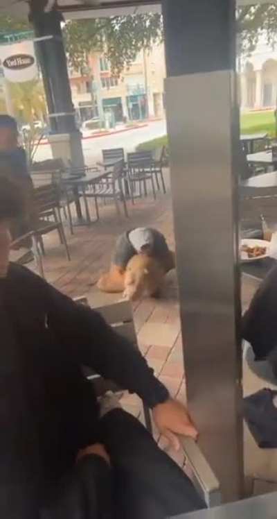 Two dogs fighting in a Pet friendly restaurant
