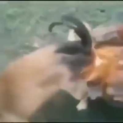 Perro truco