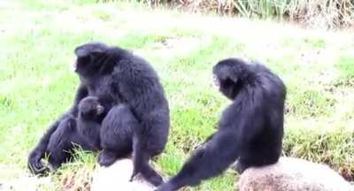 common ape