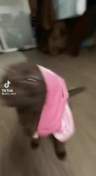 Gato