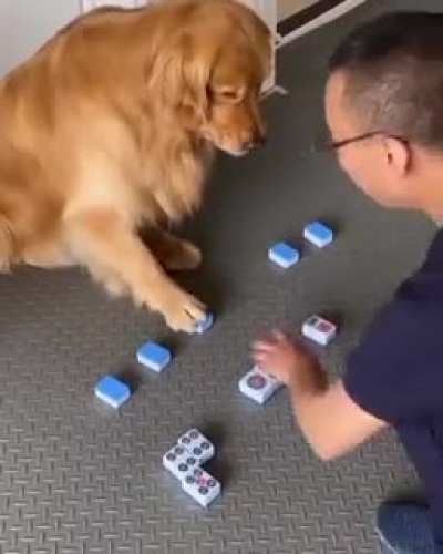 such a clever dog
