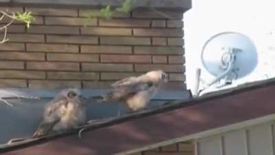 Awww what cute owls-