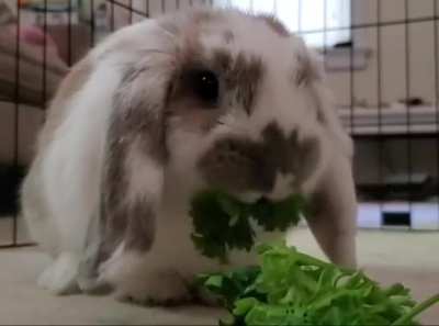 Peaches vs Parsley