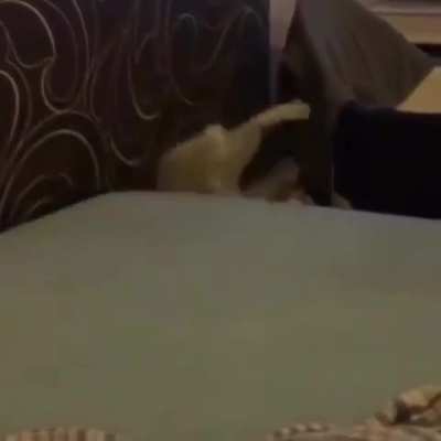 Intimidation tactic almost worked