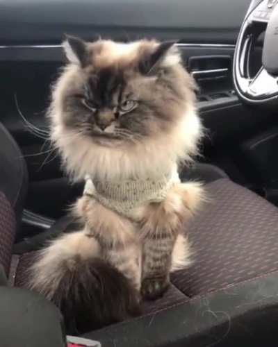 Котик