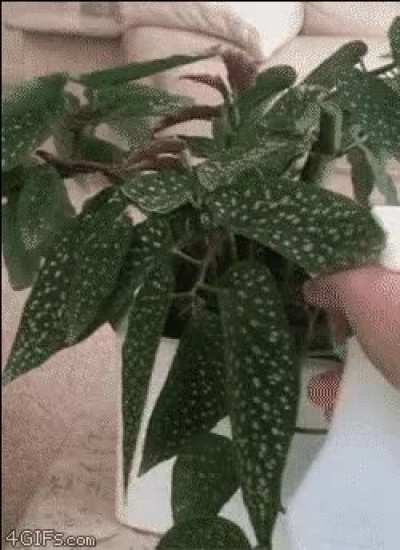 It&rsquo;s important to keep them watered&hellip;