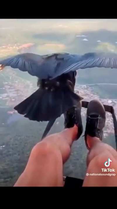 🔥 A black vulture flying