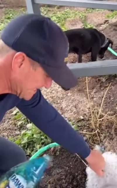 The best way to clear rat burrows