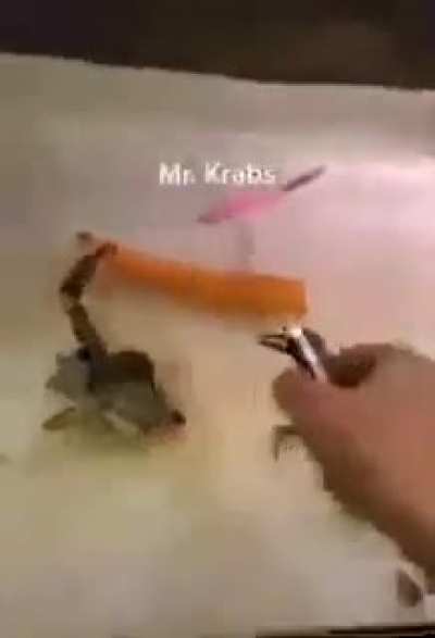 No se&ntilde;or cangrejo