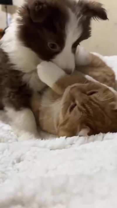 BC &amp;amp; Ginger Cat