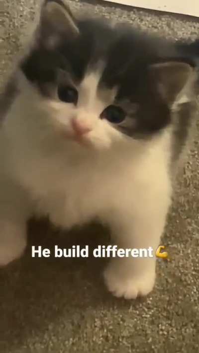 Wunkus
