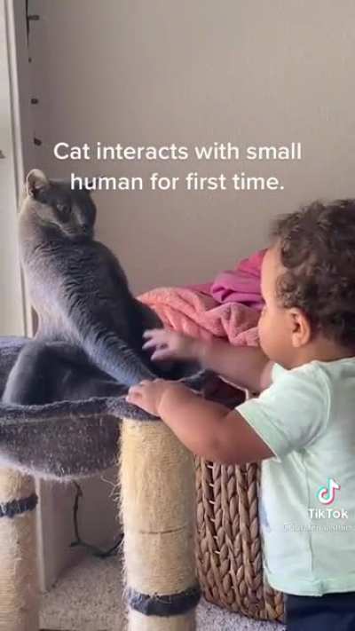 Cat interacts with a child for the first time