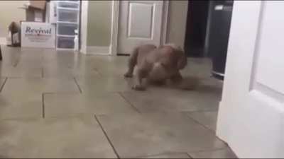 If dogs could talk, I think he&rsquo;s still sound like this (sound on)