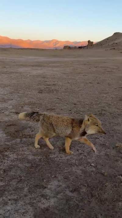 🔥 That&rsquo;s no dog: unexpected encounter with a Tibetan Fox